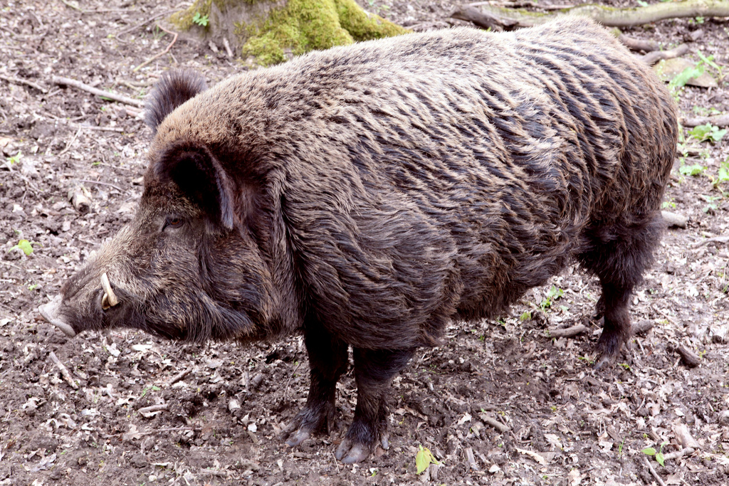 Définition Sanglier Sus scrofa — free download